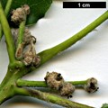 SpeciesSub: 'Kortrijk' (Q.petraea × Q.pubescens)